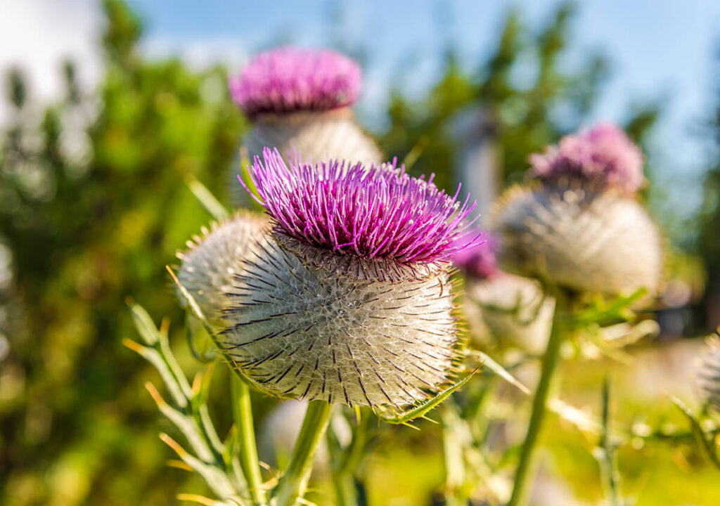 milk-thistle