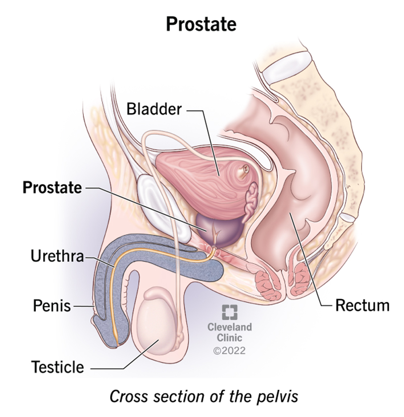 23965-prostate