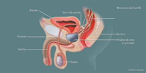 AnatomyProstateGland_pizky6_18541df033